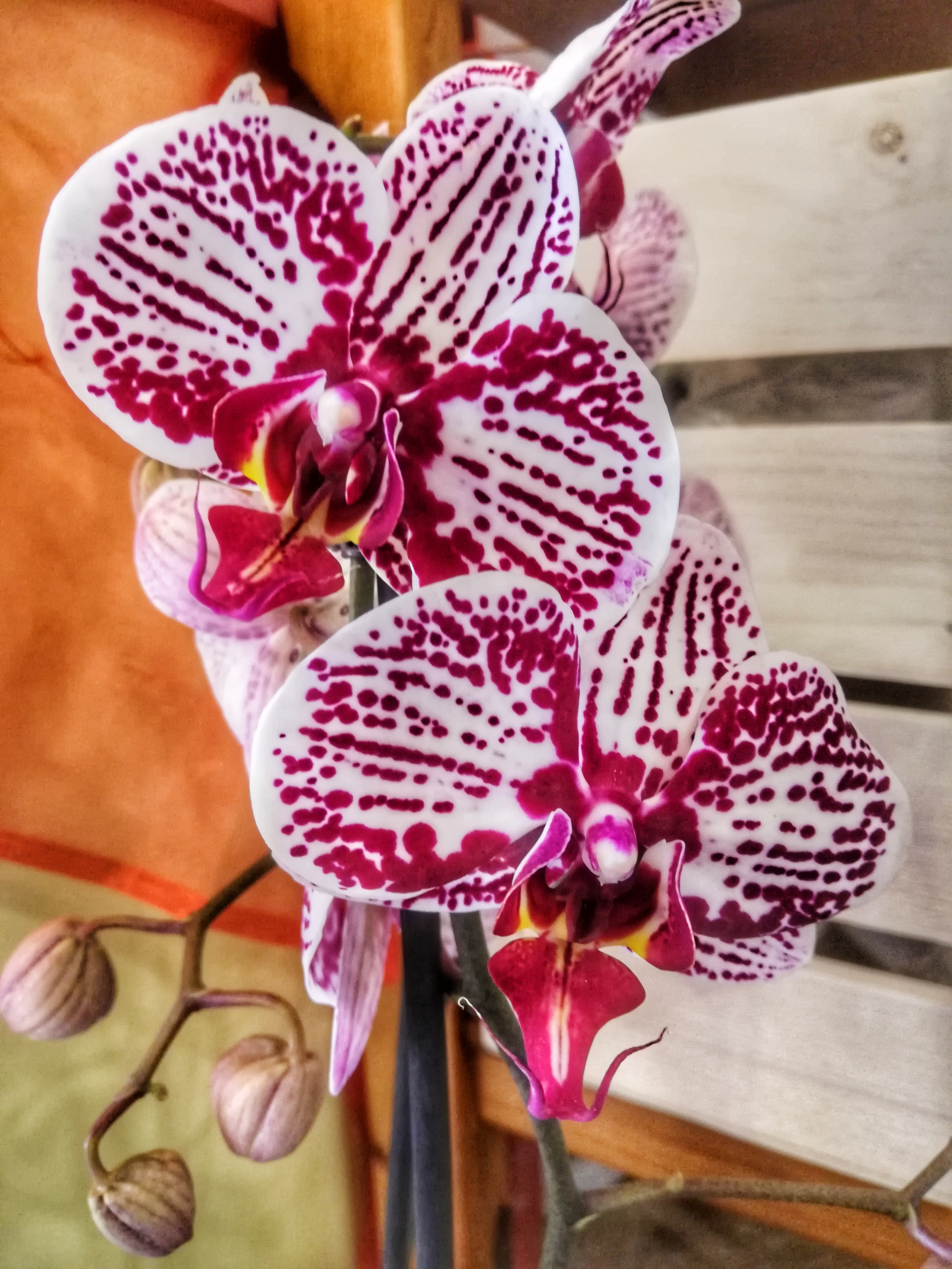 Phalaenopsis Orchiedee Fioreria Bruseghini Besenello Trento5